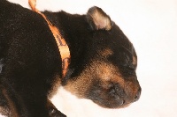 GRENAILLE (CHIOT B)