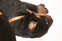 GALICE (CHIOT A)
